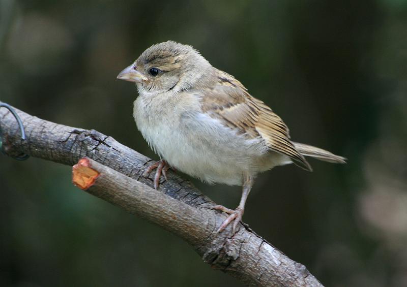 frieda 058.jpg - 'n Jong gewone mossie